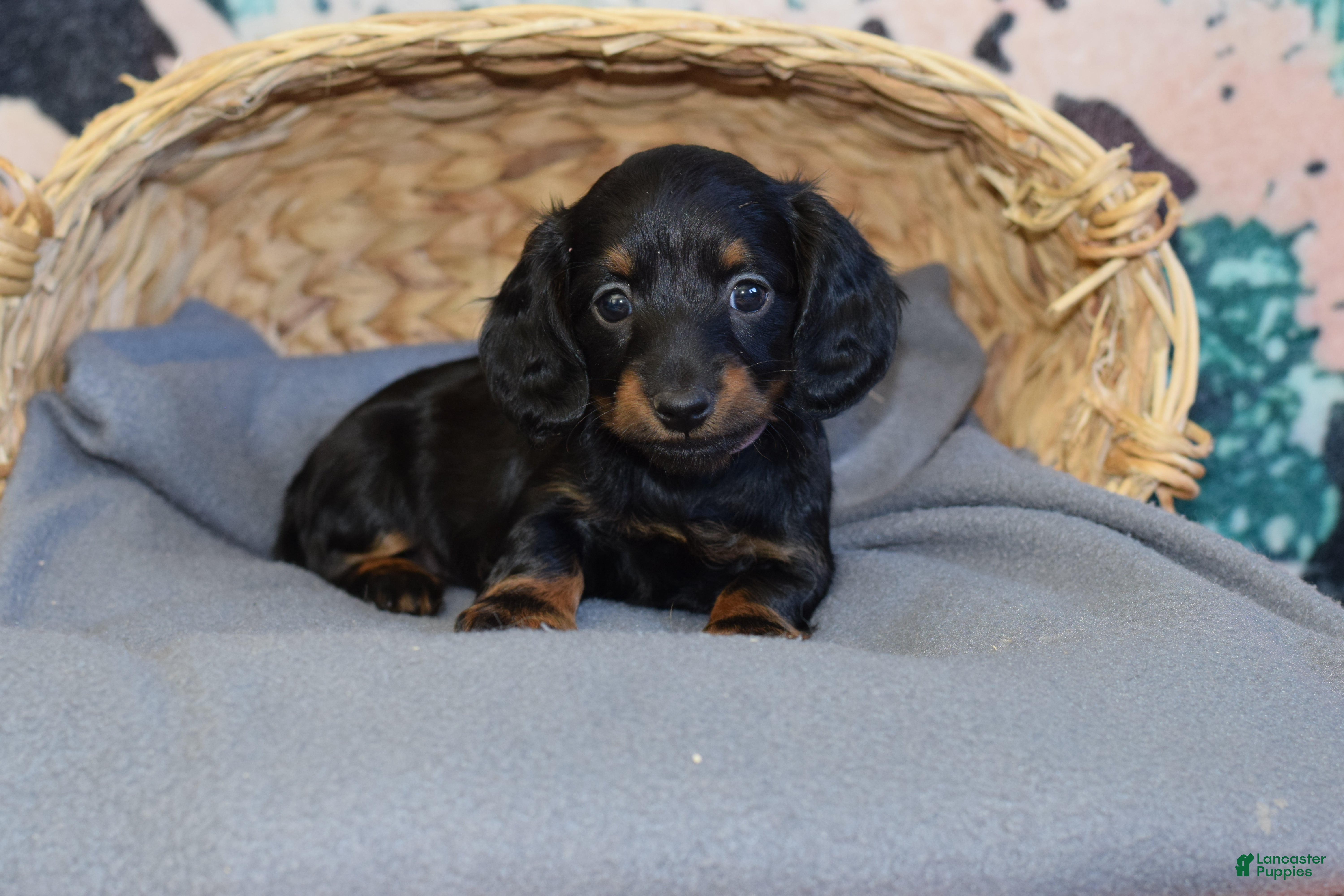 Miniature Dachshund dogs Miniature Dachshund Puppy 2 - Ad 1