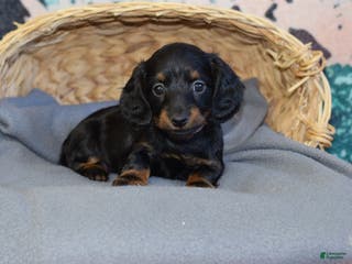 Miniature Dachshund dogs Miniature Dachshund Puppy 2 - Ad 1