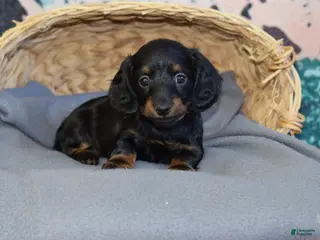 Miniature Dachshund dogs Miniature Dachshund Puppy 2 - Ad 5