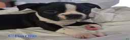 Boston Terrier dogs for sale: Charlie - Ad 2