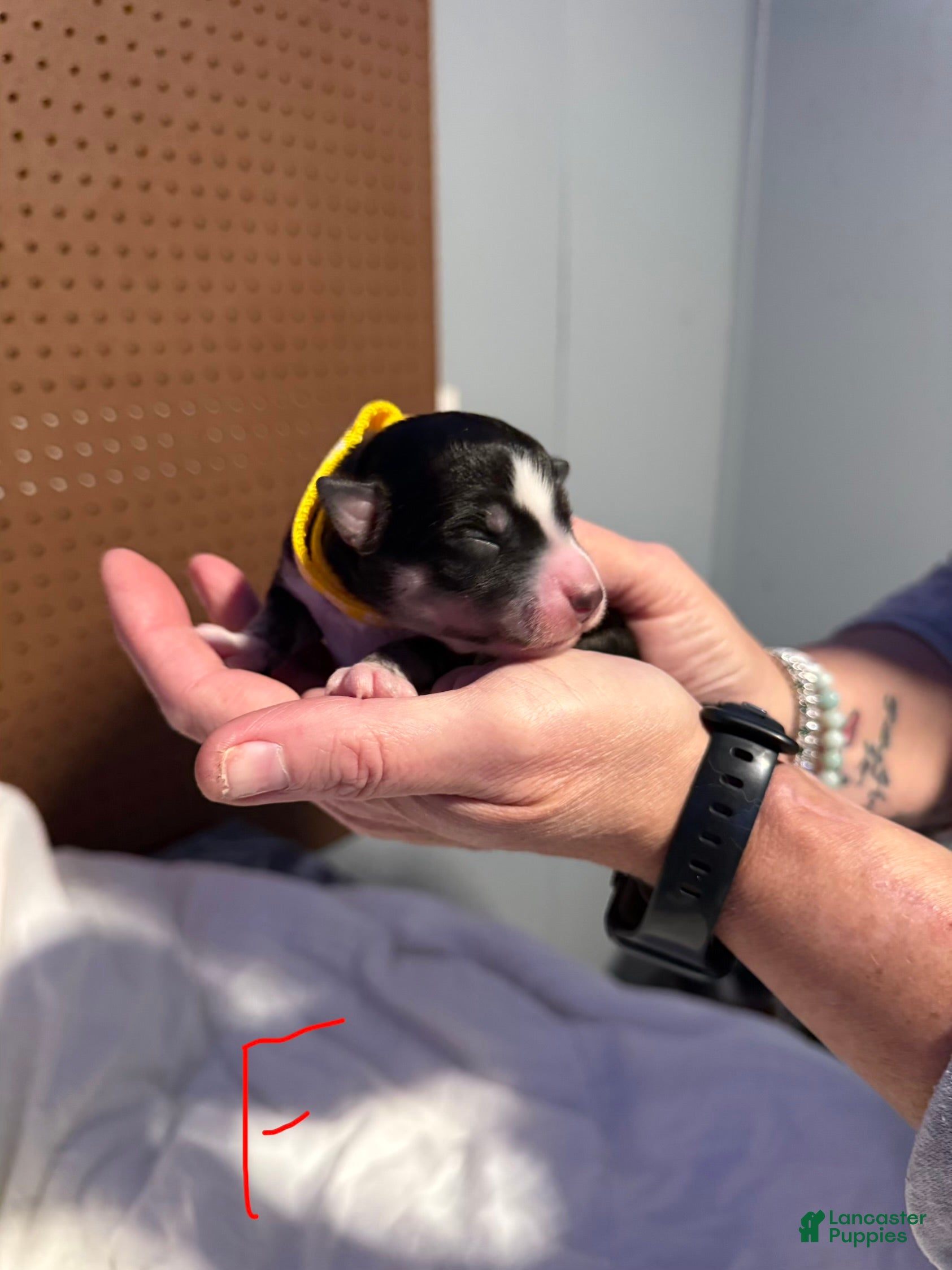 Mixed Breed dogs Mixed Breed Puppy 7 - Ad 14