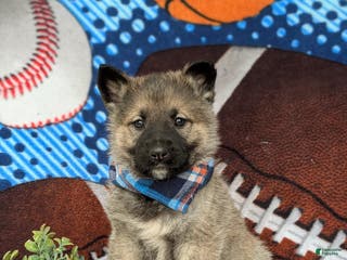 Mixed Breed dogs Clifton - Ad 8