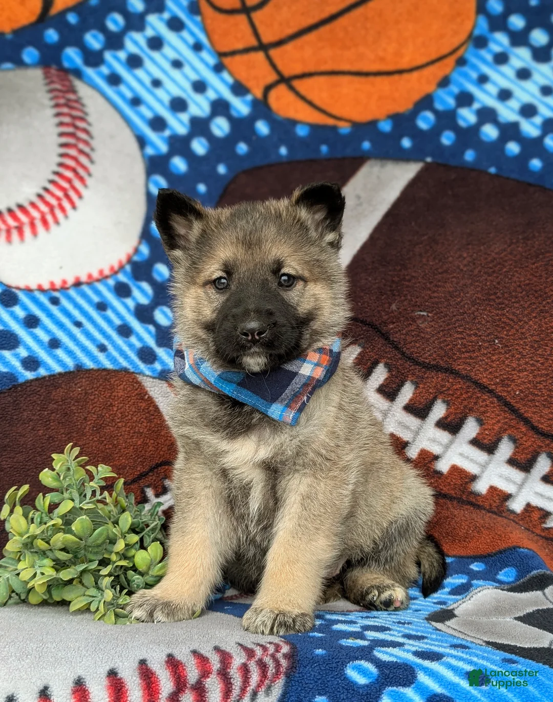 Mixed Breed dogs for sale: Clifton - Ad 1