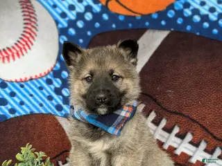 Mixed Breed dogs Clifton - Ad 21