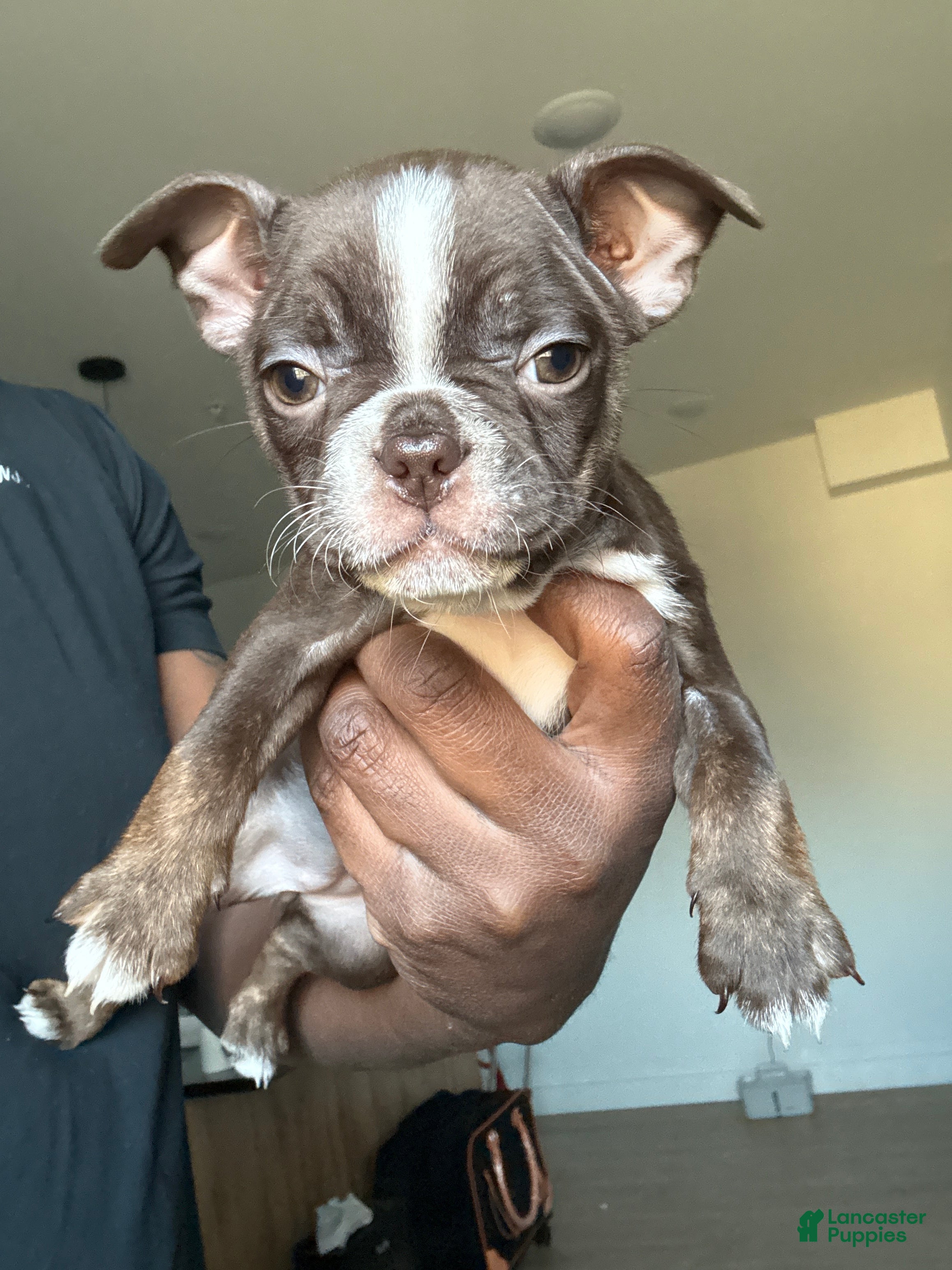 Frenchton dogs Penelope  - Ad 6