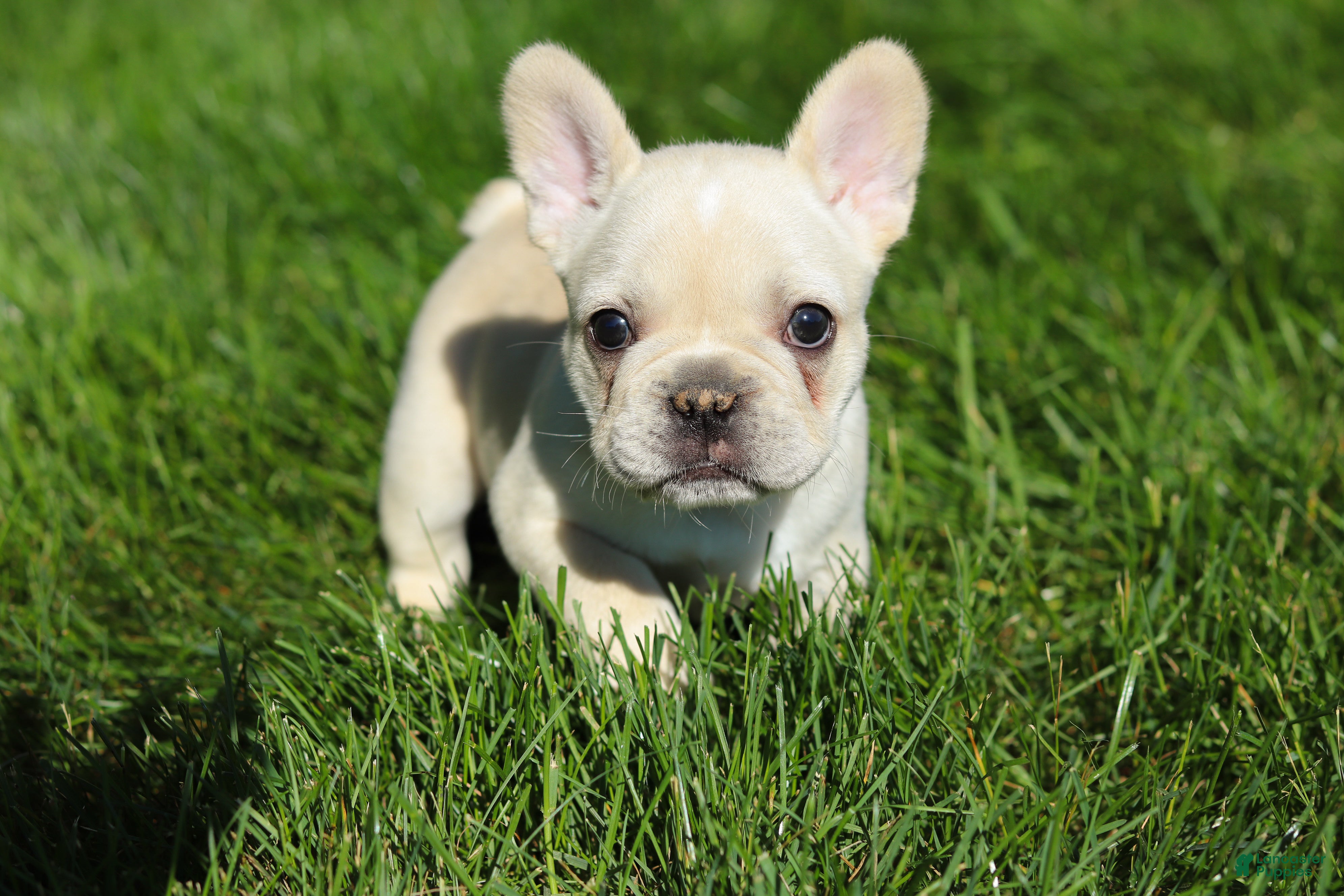 French Bulldog dogs for sale: Courtney - Ad 3
