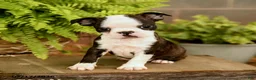 Boston Terrier dogs for sale: Dash - Ad 5