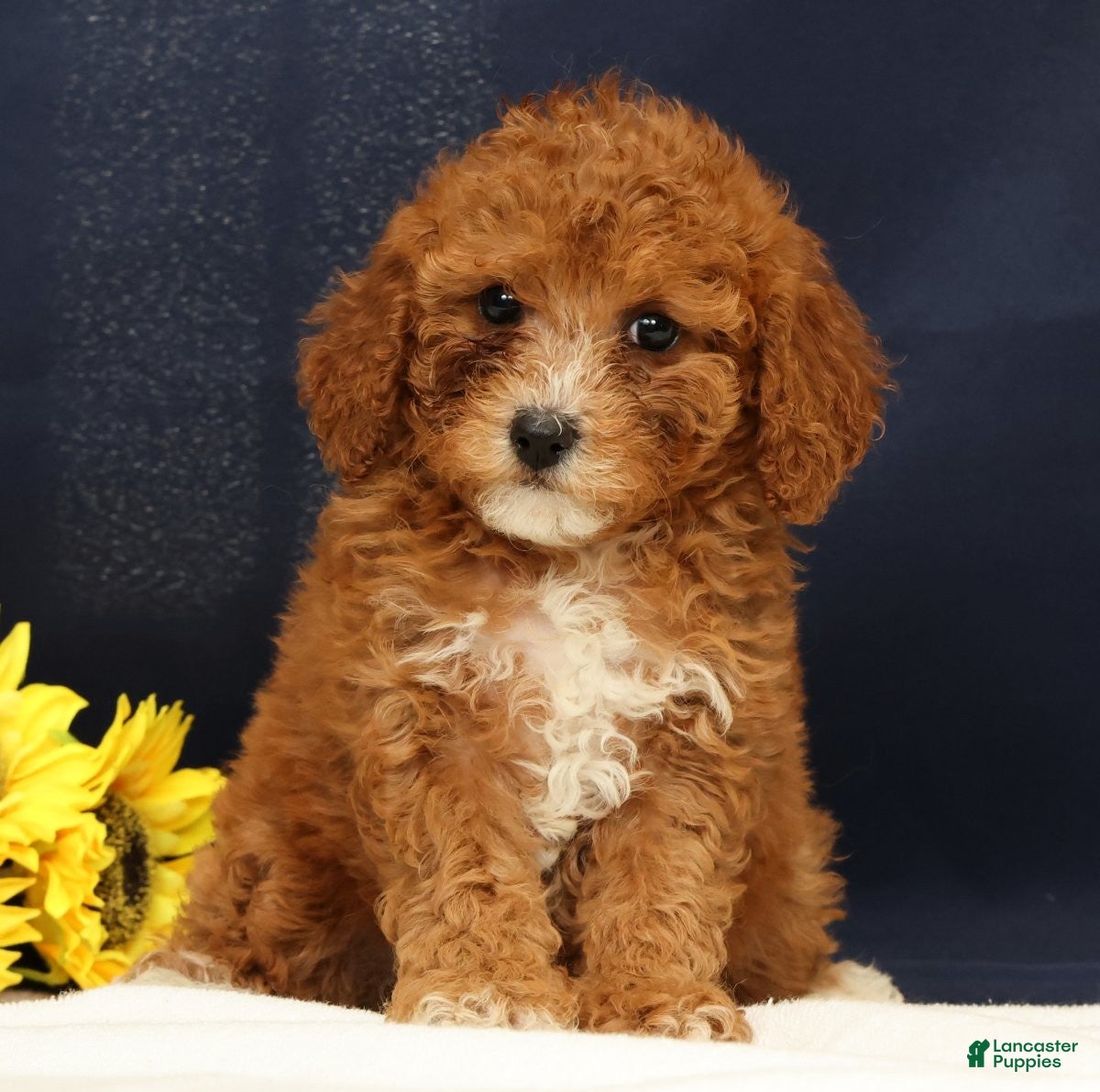 Cavapoo dogs Carnation - Ad 1