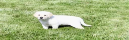 Labrador Retriever dogs for sale: Destiny - Ad 6