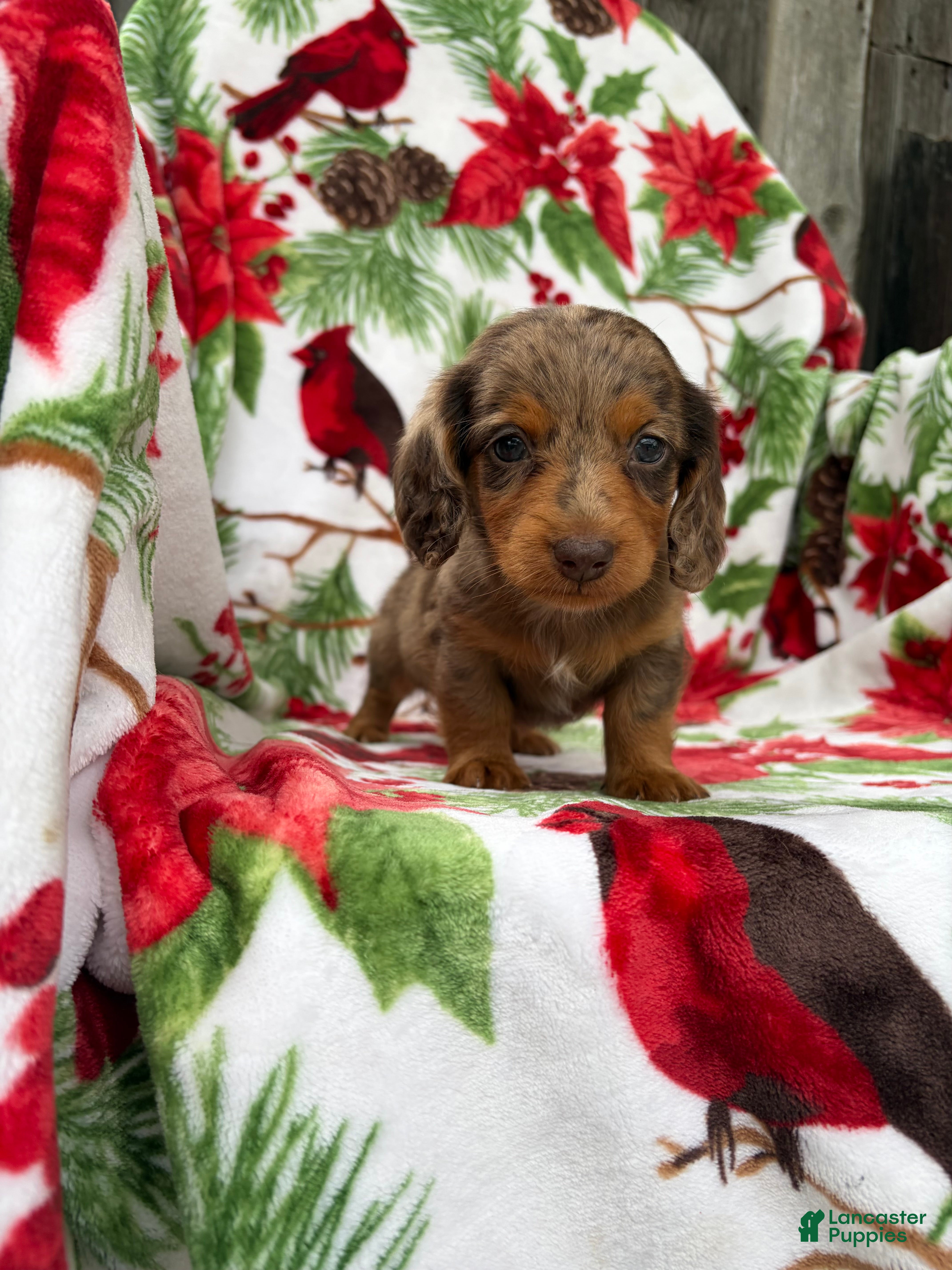 Miniature Dachshund dogs Lucy - Ad 2