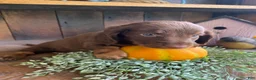 Miniature Dachshund dogs for sale: Duke - Ad 4