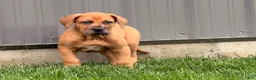 Mixed Breed dogs for sale: Milo - Ad 4