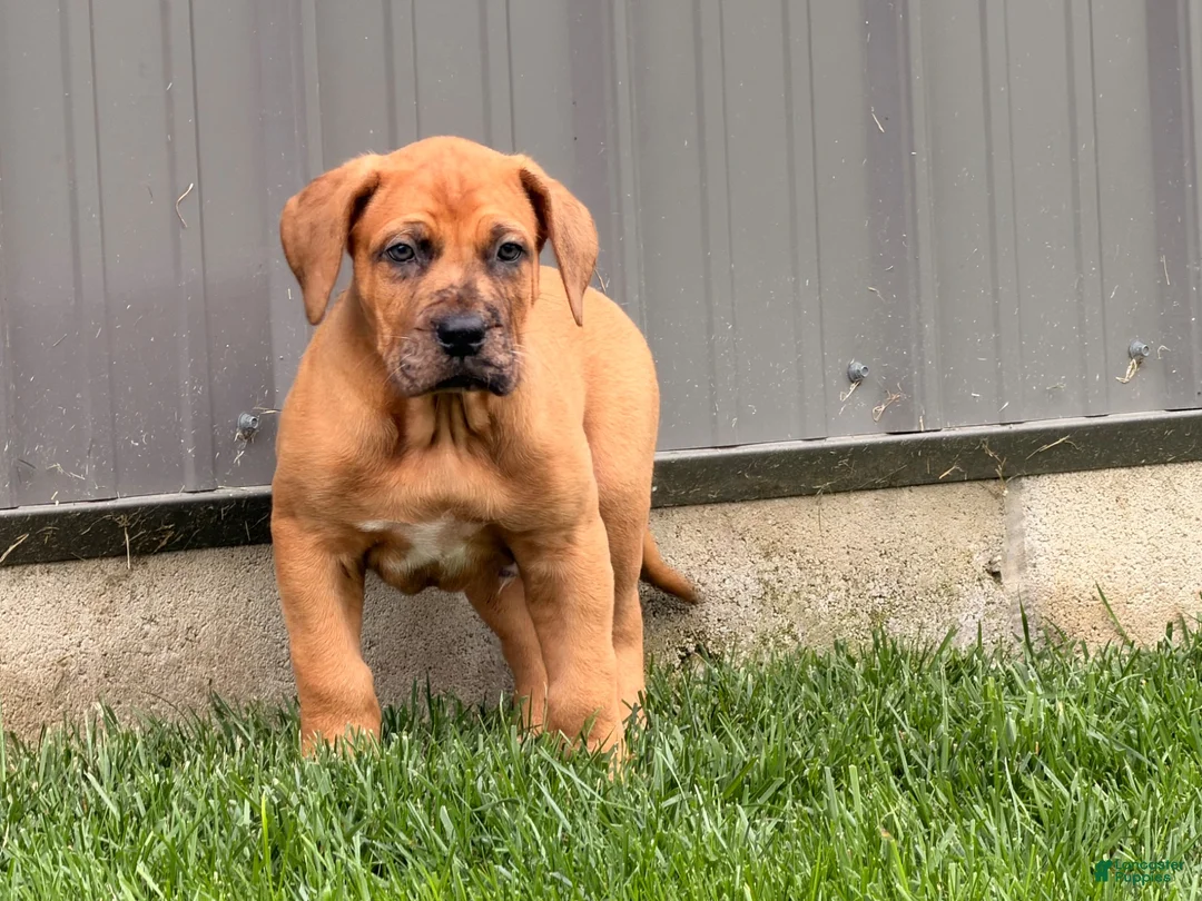 Mixed Breed dogs for sale: Milo - Ad 4