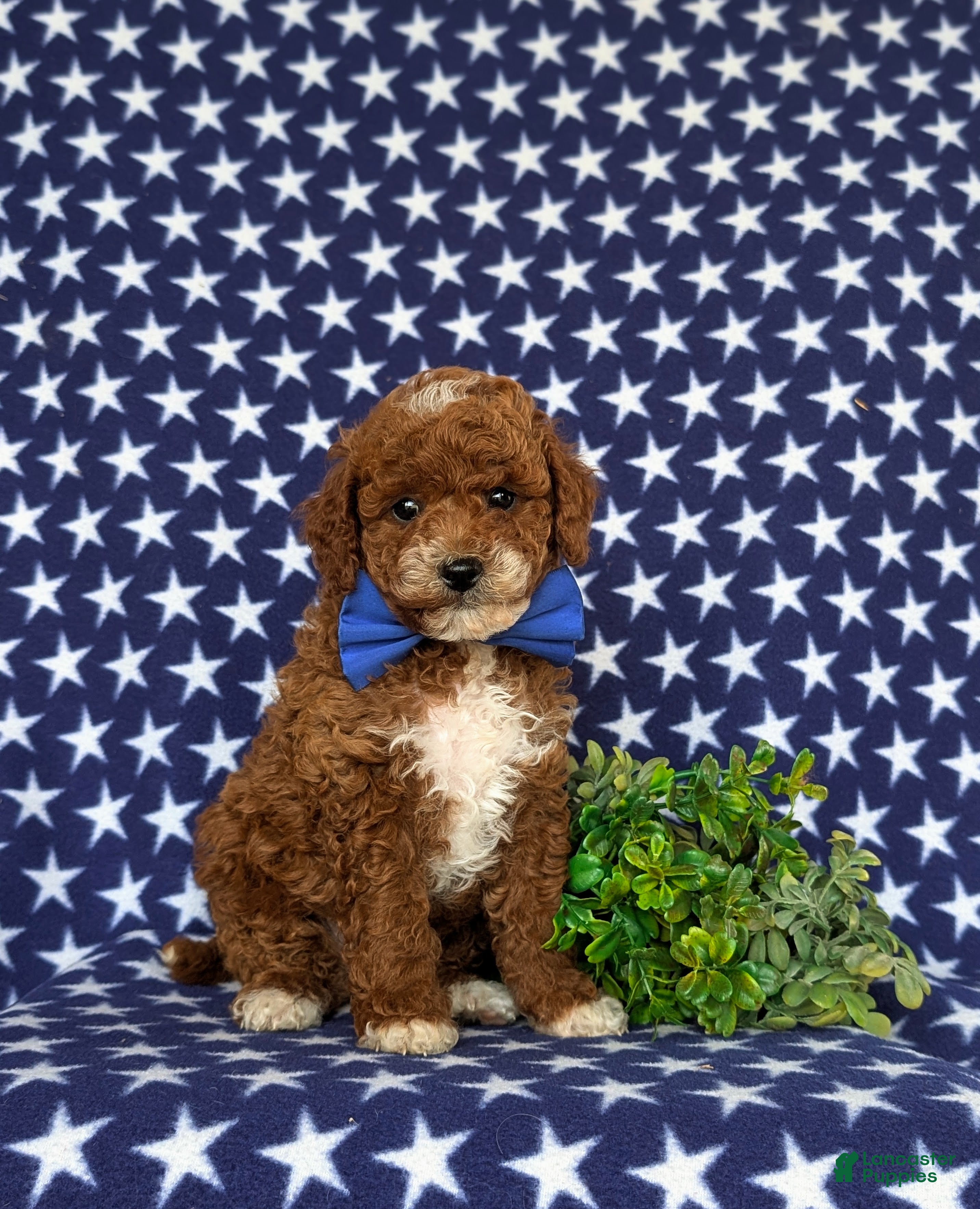 Toy Poodle dogs Riggs - Ad 1