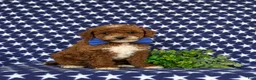 Toy Poodle dogs for sale: Riggs - Ad 1