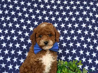 Toy Poodle dogs for sale: Riggs - Ad 3
