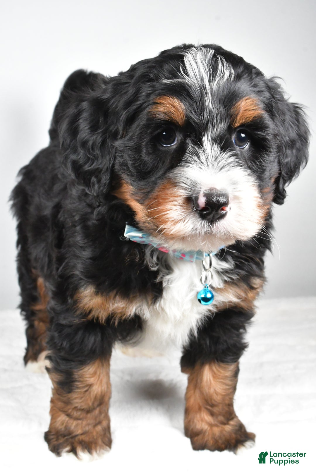 Mini Bernedoodle dogs for sale: Duke - Ad 9