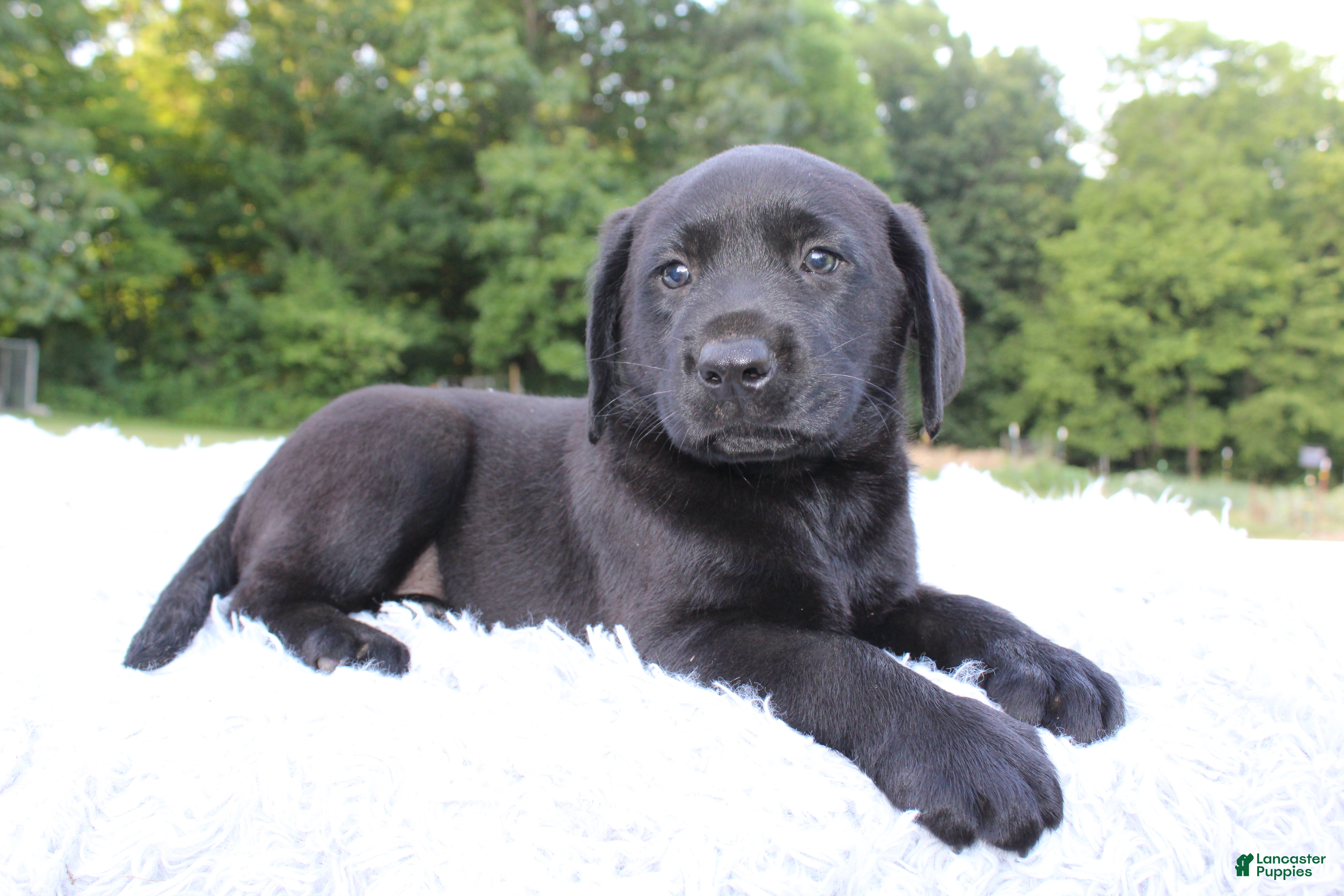 Labrador Retriever dogs Whinchester - Ad 2