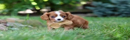 Cavalier King Charles Spaniel dogs for sale: Buddy - Ad 6