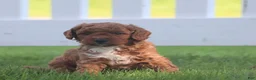 Miniature Labradoodle dogs for sale: Chester - Ad 5
