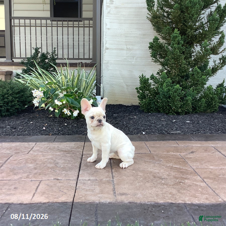 French Bulldog dogs Missy - Ad 1