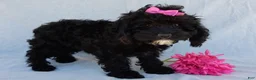 Cockapoo dogs for sale: Millie - Ad 3