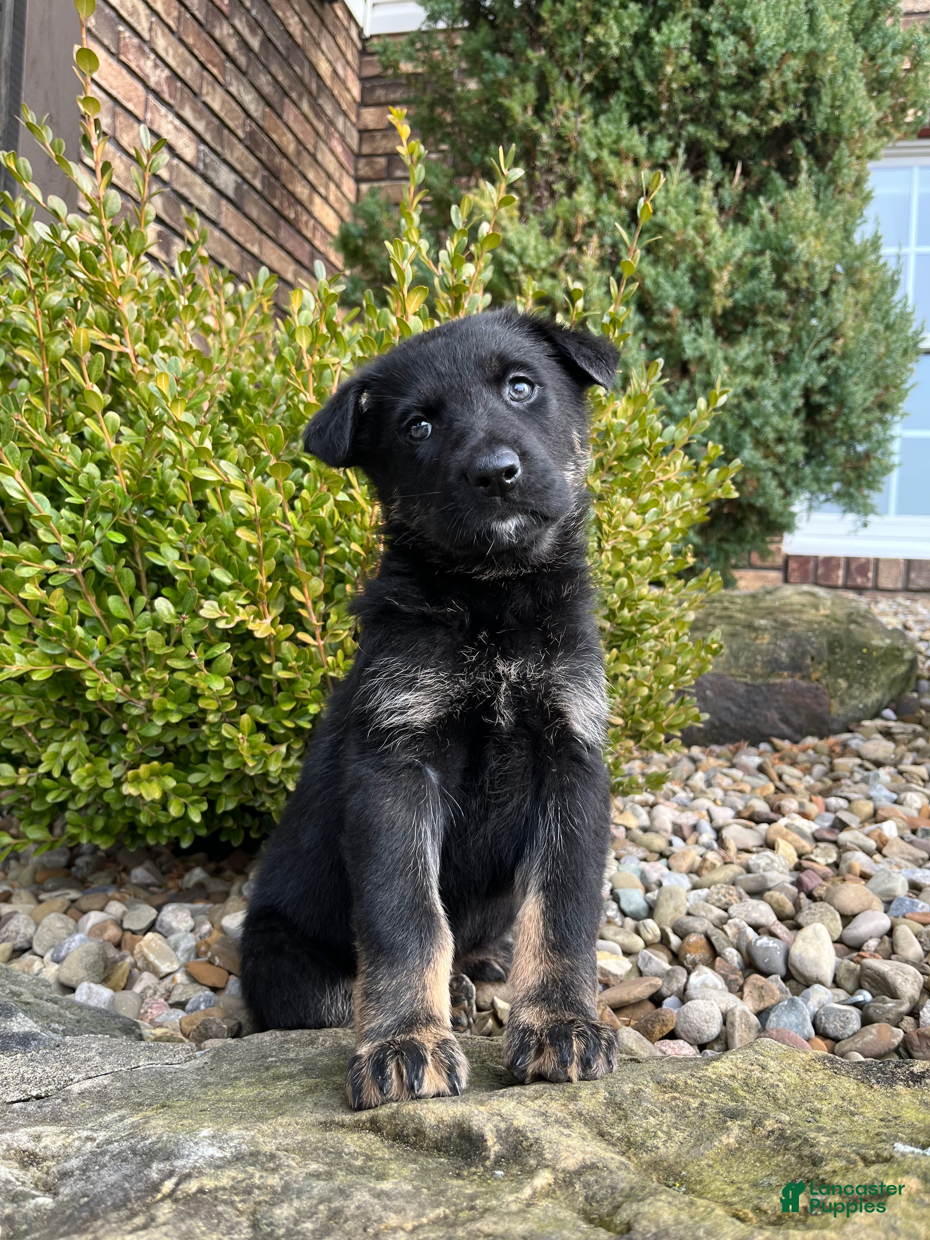 German Shepherd dogs Kona - Ad 33