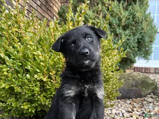 German Shepherd dogs Kona - Ad 33