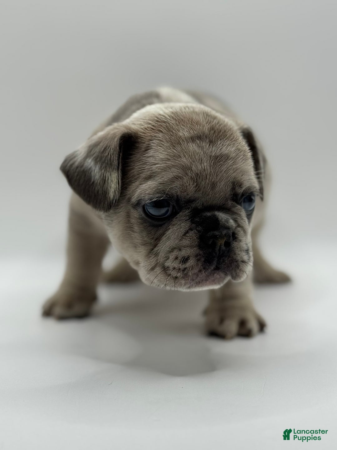 French Bulldog dogs for sale: French Bulldog Puppy 2 - Ad 5