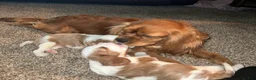 Cavalier King Charles Spaniel dogs for sale: Lincoln - Ad 9