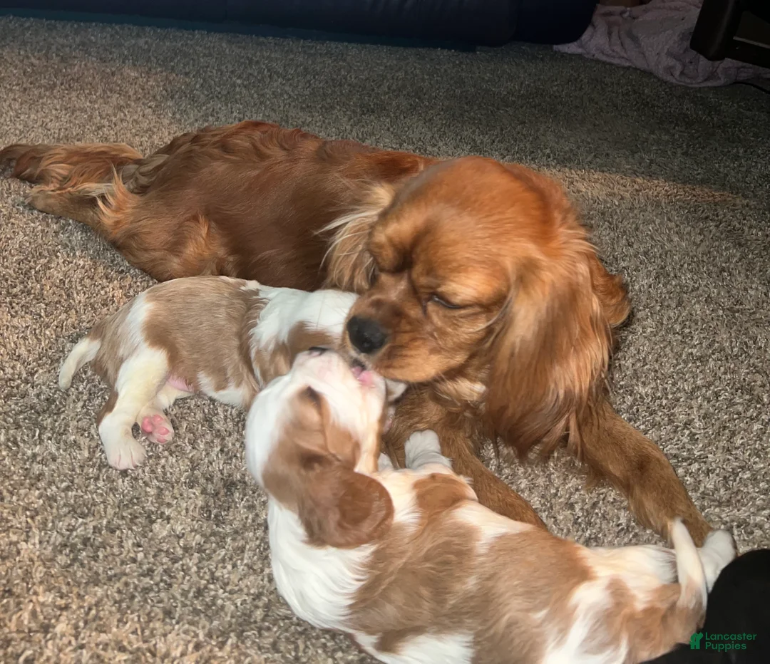 Cavalier King Charles Spaniel dogs for sale: Lincoln - Ad 9