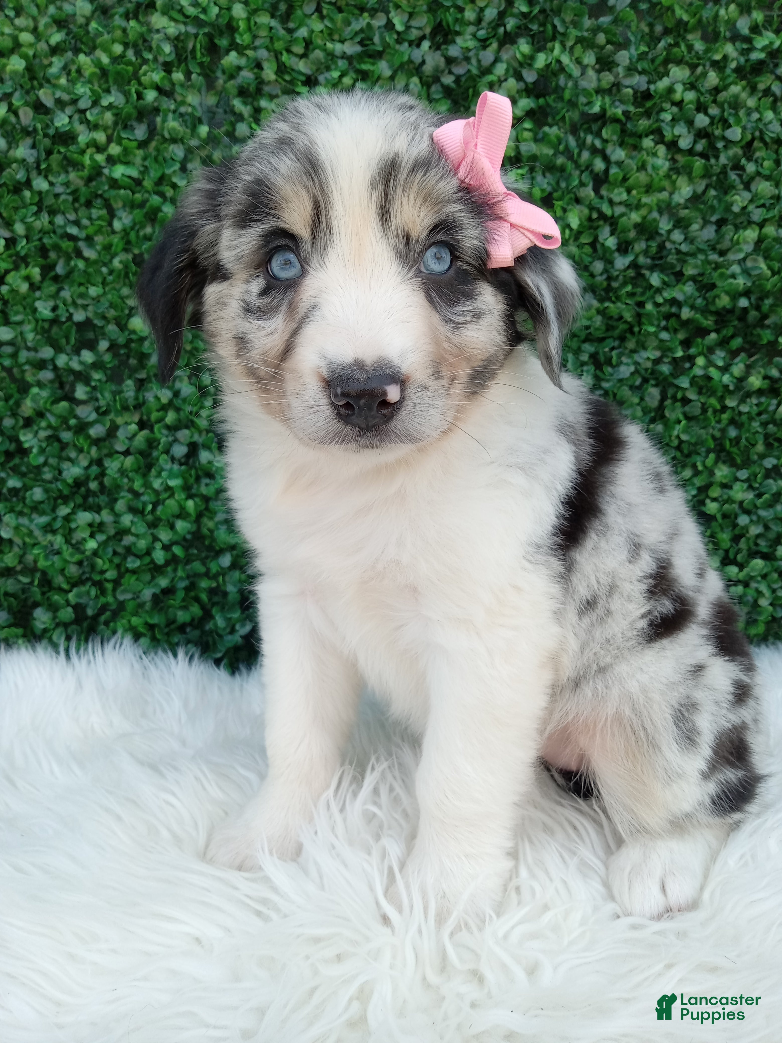 Australian Shepherd dogs Bella - Ad 2
