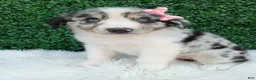 Australian Shepherd dogs for sale: Bella - Ad 2