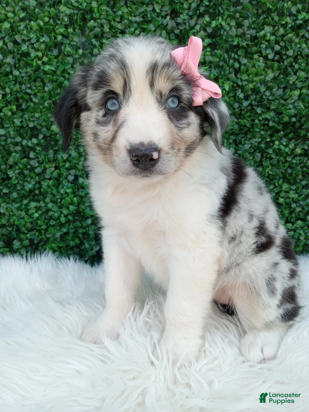 Australian Shepherd dogs for sale: Bella - Ad 2