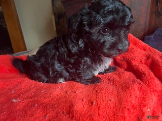 Pomapoo dogs Black Jack - Ad 26