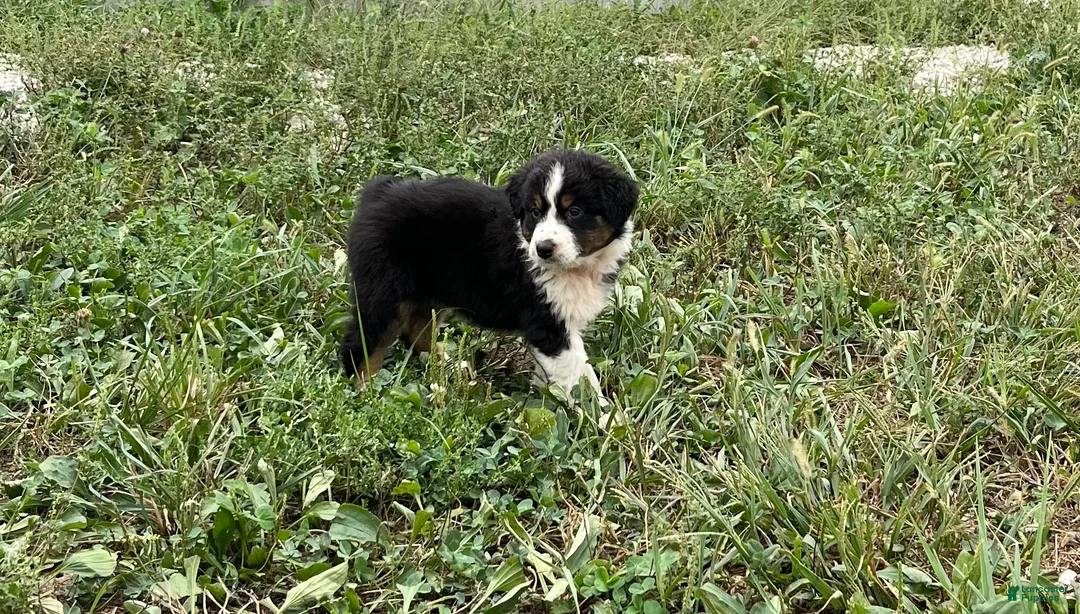 Australian Shepherd dogs for sale: Tracy - Ad 2