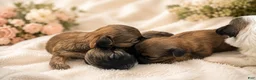 Yorkshire Terrier dogs for sale: Teacup Yorkshire Terrier 4 - Ad 2