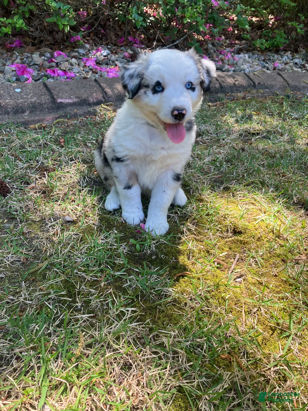 Australian Shepherd dogs for sale: Wild - Ad 1