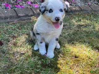 Australian Shepherd dogs for sale: Wild - Ad 2