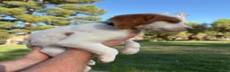 Brittany Spaniel dogs for sale: Brittany Spaniel 4 - Ad 6
