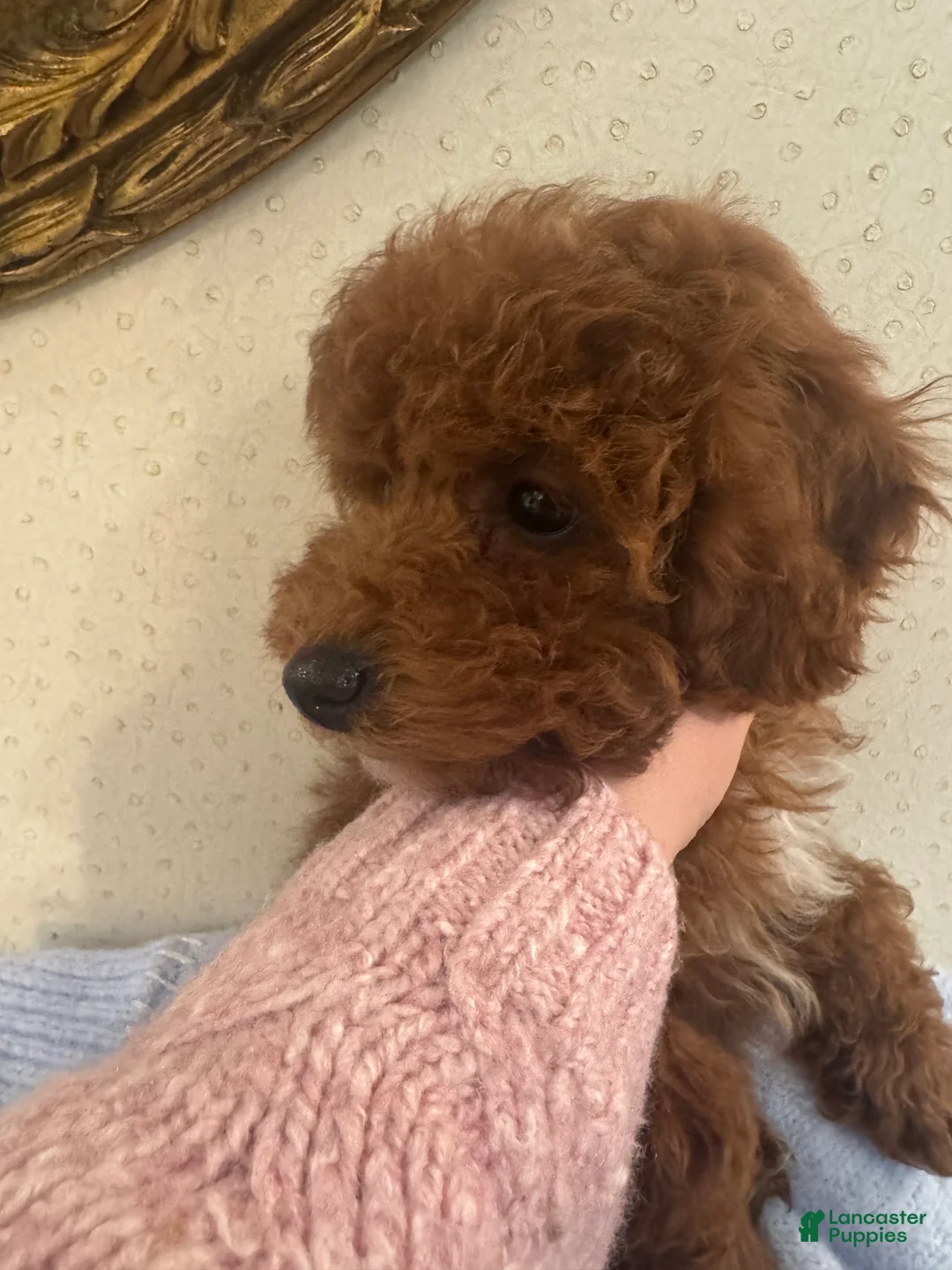 Toy Poodle dogs for sale: Rusty  - Ad 4