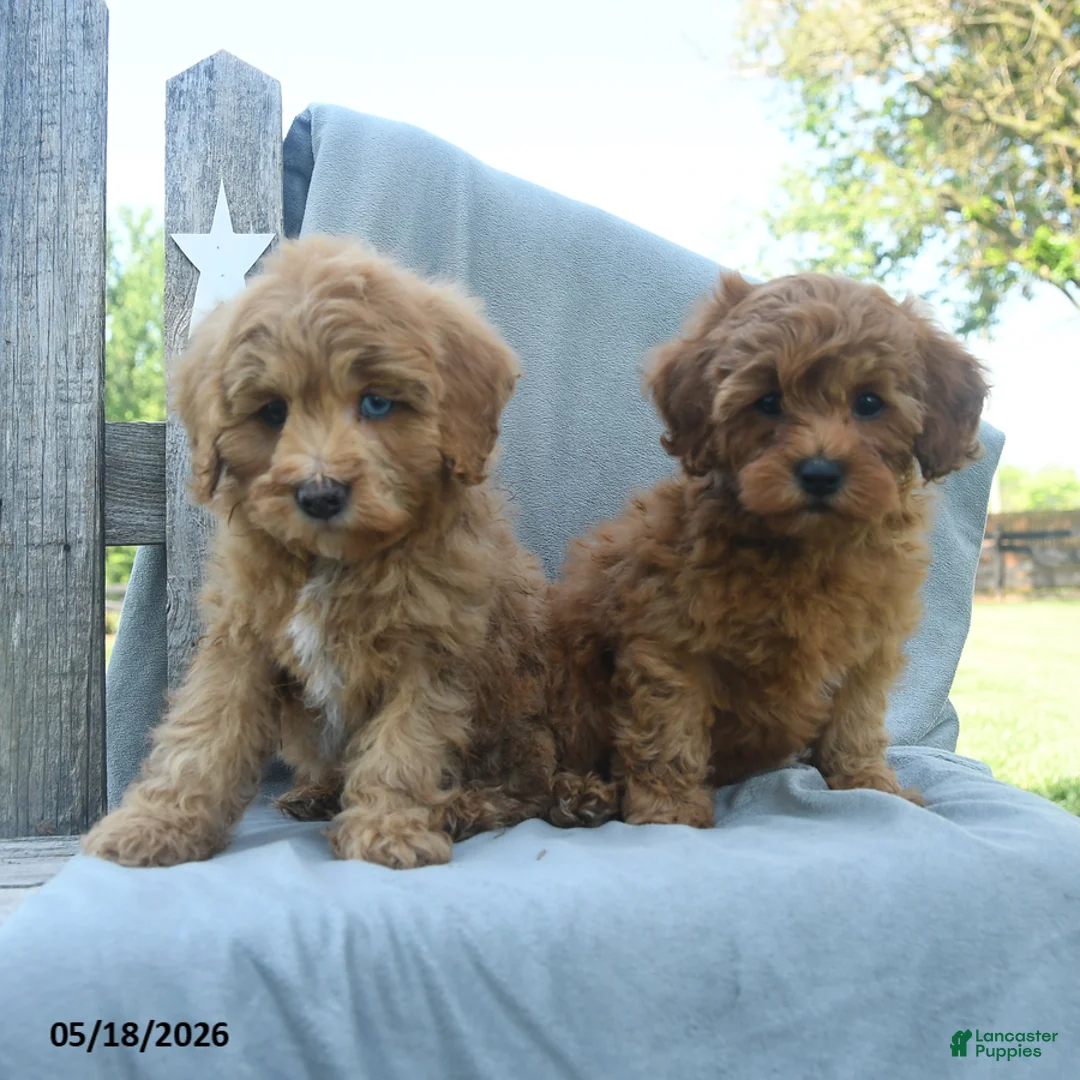 Cavapoo dogs for sale: Dakota - Ad 3