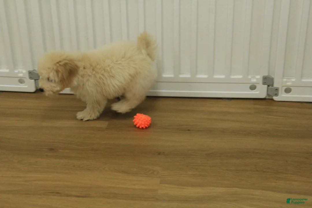 Bichpoo dogs for sale: River - Ad 11