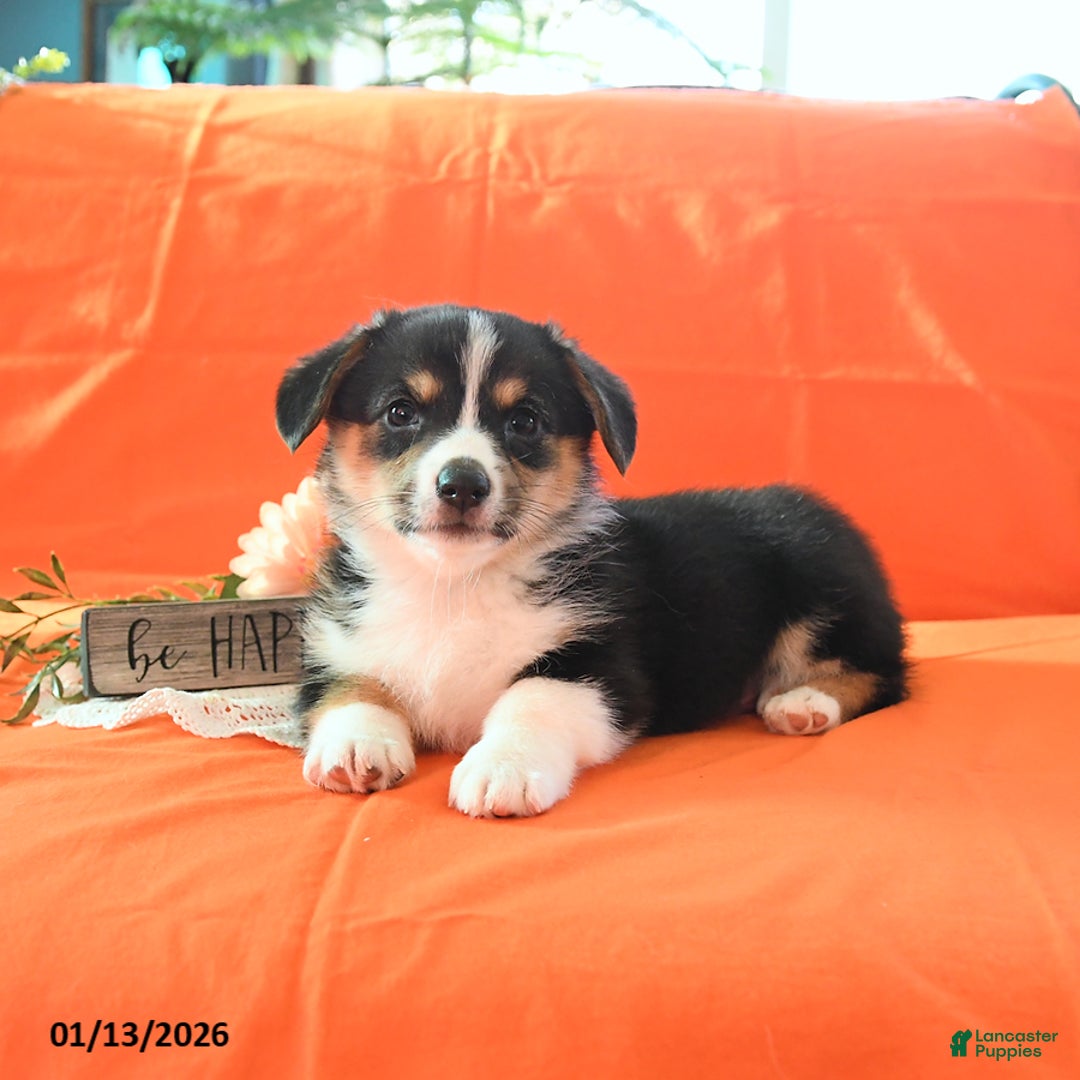 Welsh Corgi Pembroke dogs for sale: Pepper - Ad 4