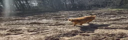 Golden Retriever dogs for sale: Golden Retriever 2 - Ad 3