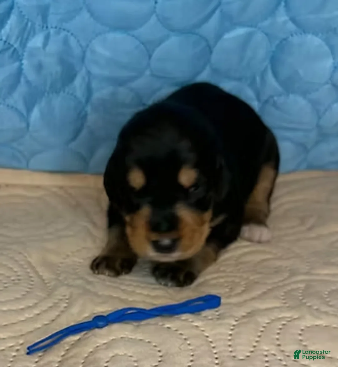 Mixed Breed dogs for sale: Boss - Ad 1