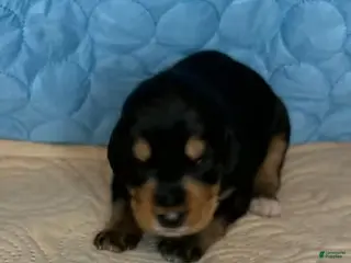 Mixed Breed dogs Boss - Ad 15