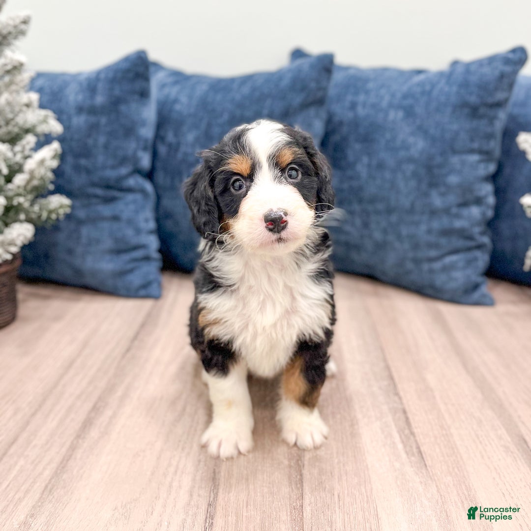 Mini Bernedoodle dogs for sale: Maddie - Ad 7