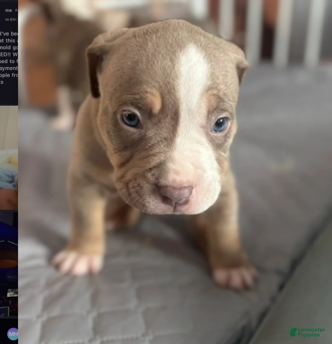 American Pit Bull Terrier dogs for sale: American Pit Bull Terrier Puppy 1 - Ad 2