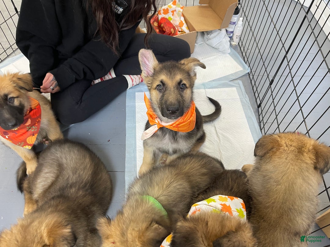 German Shepherd dogs for sale: Chopin - Ad 3